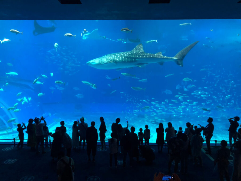 美ら海水族館