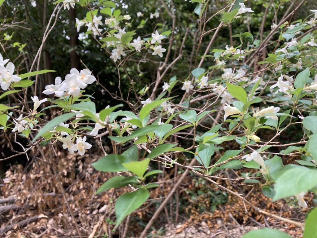 自然大学の豊田市自然観察の森