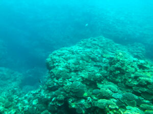 万座ビーチ近くの海底のサンゴ礁