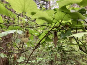 自然大学の豊田市自然観察の森