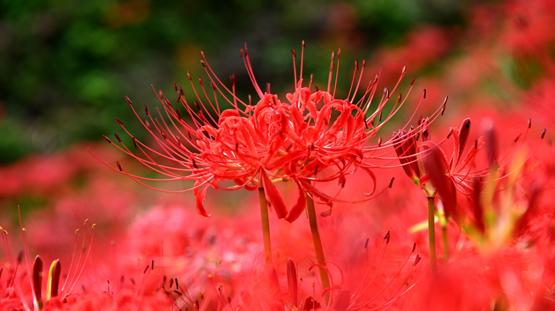 ごんぎつねの里